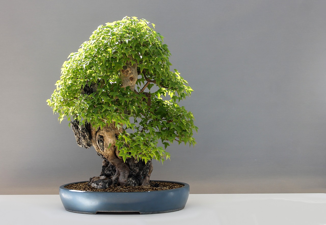 drzewko bonsai przycinanie